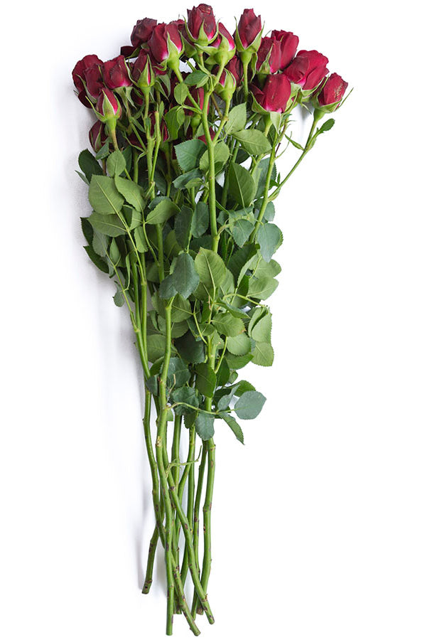 Drak Red Spray Roses