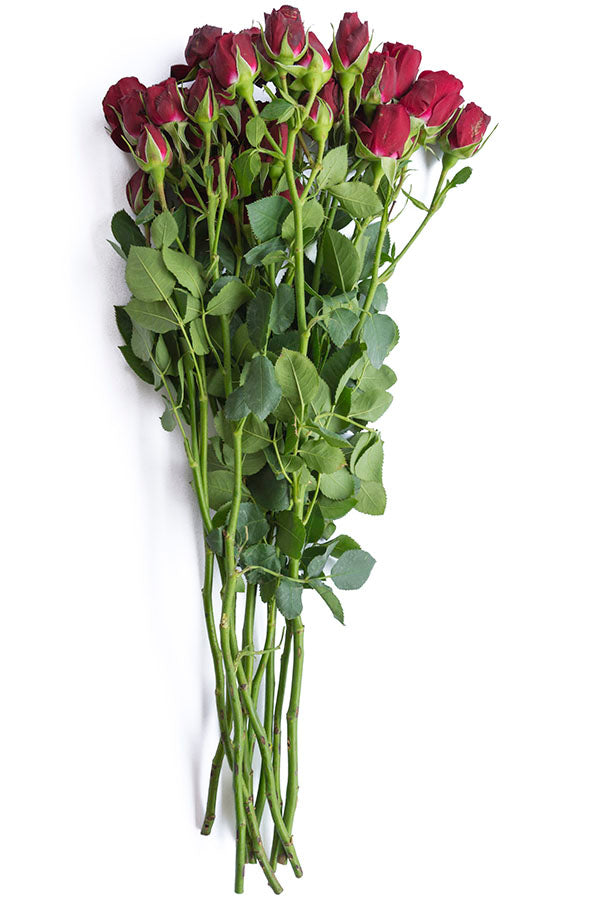 Drak Red Spray Roses