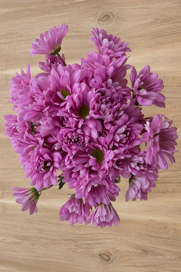 Lavender Daisy Poms