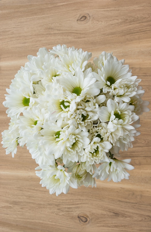 White Daisy Poms