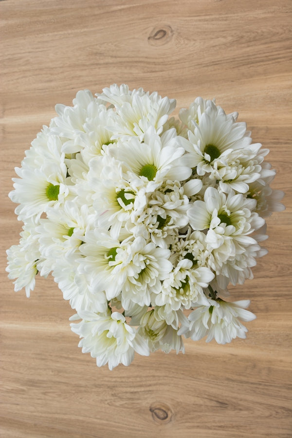 White Daisy Poms