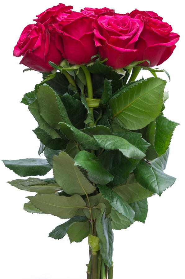 Pink Floyd Pink Rose
