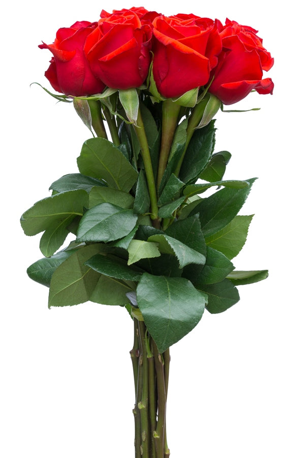 Red Unique Rose