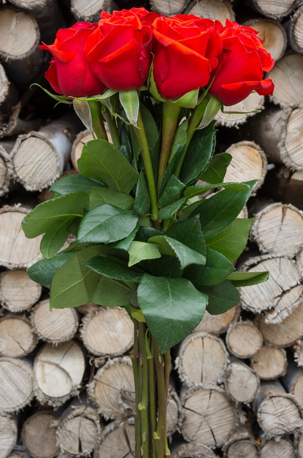 Red Unique Rose