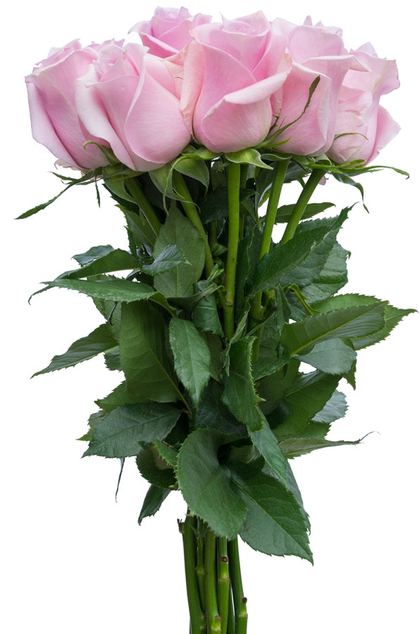 Silverstone Lavender Rose