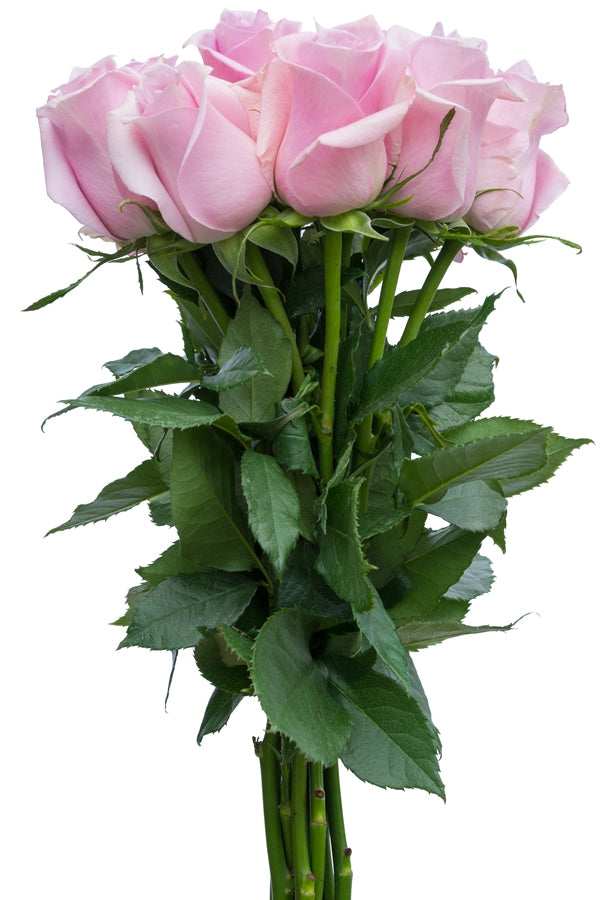 Silverstone Lavender Rose