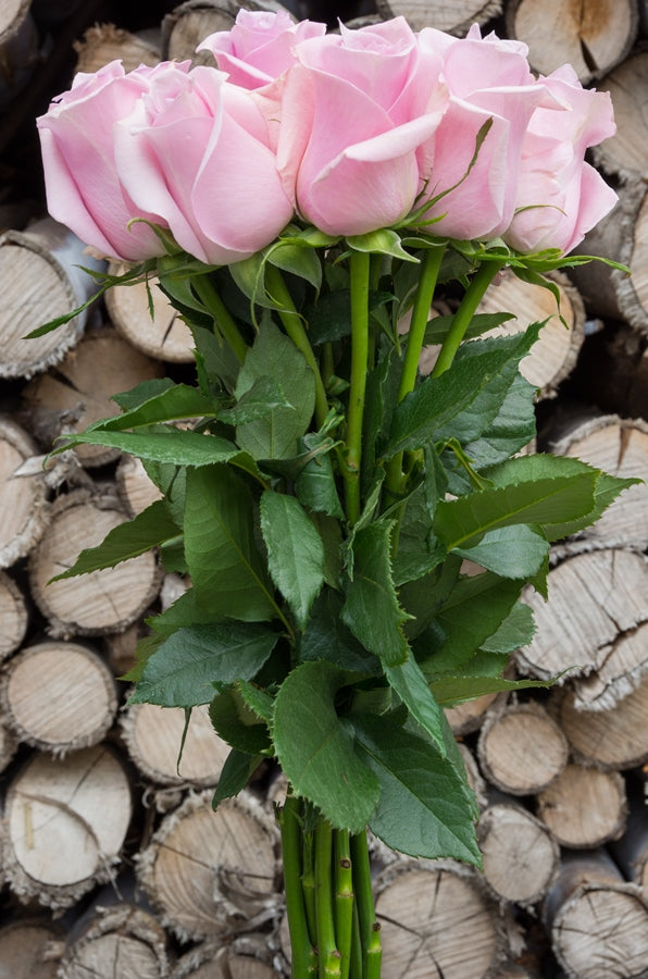 Silverstone Lavender Rose