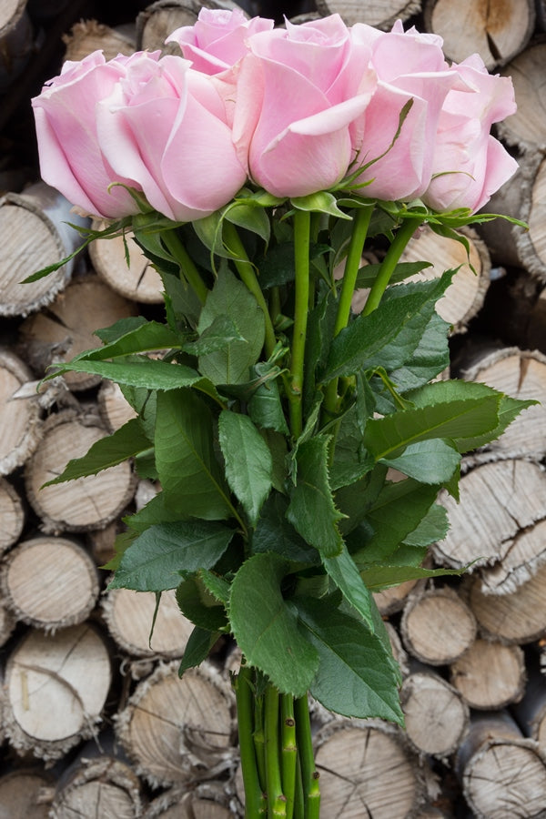 Silverstone Lavender Rose