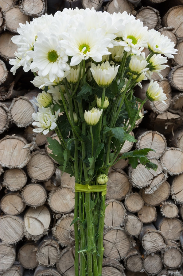 White Daisy Poms