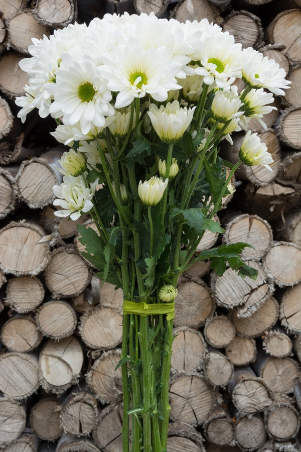 White Daisy Poms