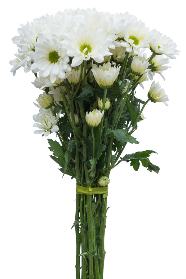 White Daisy Poms