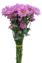 Lavender Daisy Poms