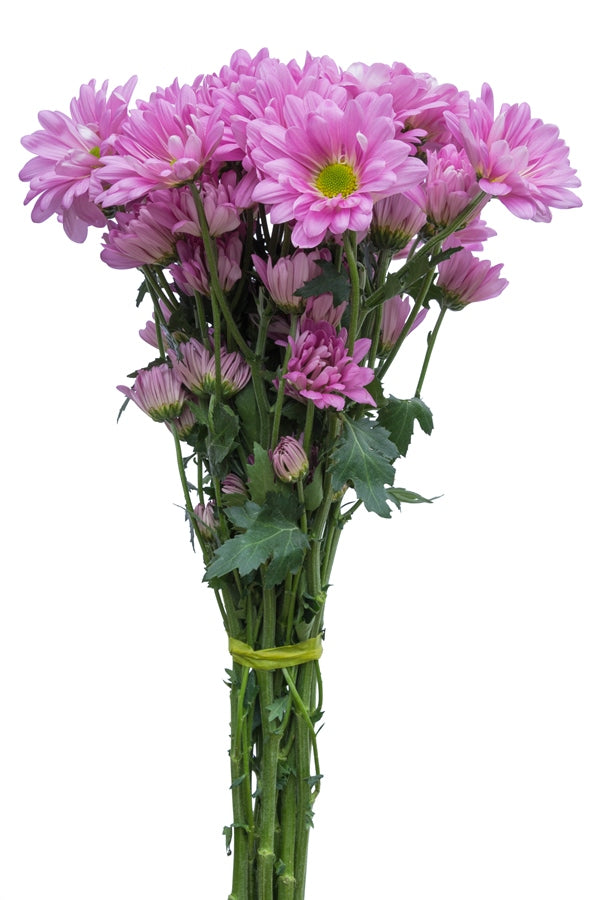 Lavender Daisy Poms