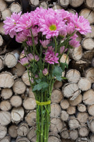 Lavender Daisy Poms