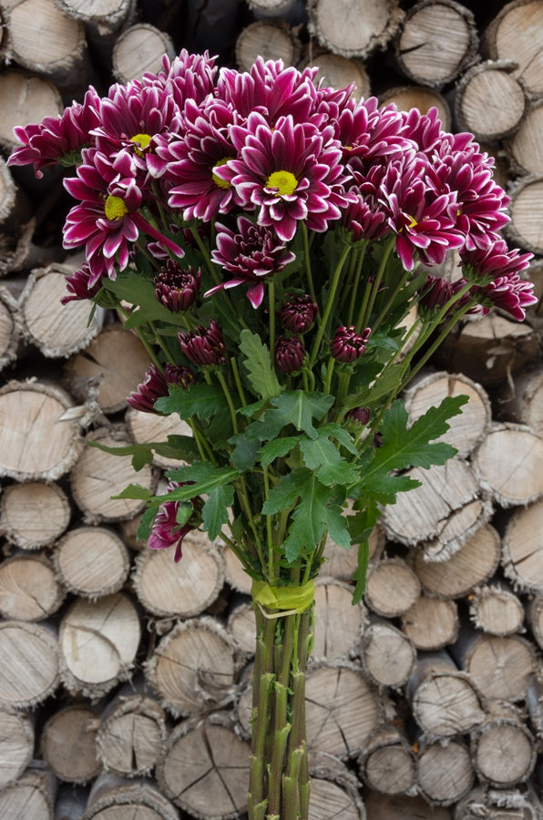 Purple Daisy Poms