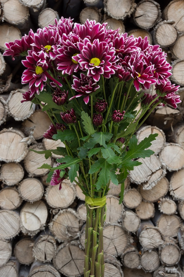 Purple Daisy Poms