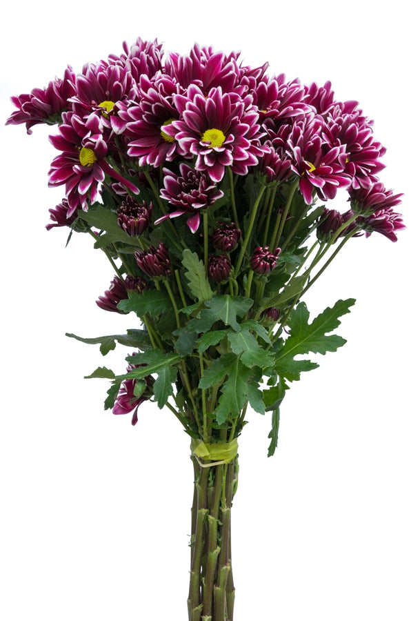 Purple Daisy Poms