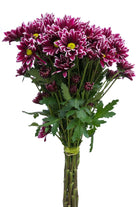 Purple Daisy Poms