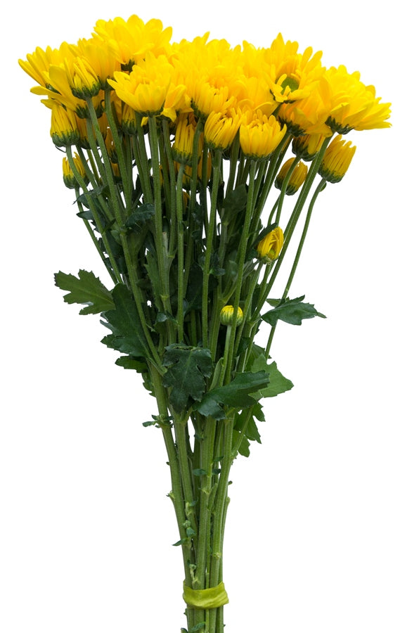 Yellow Daisy Poms