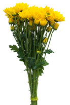 Yellow Daisy Poms