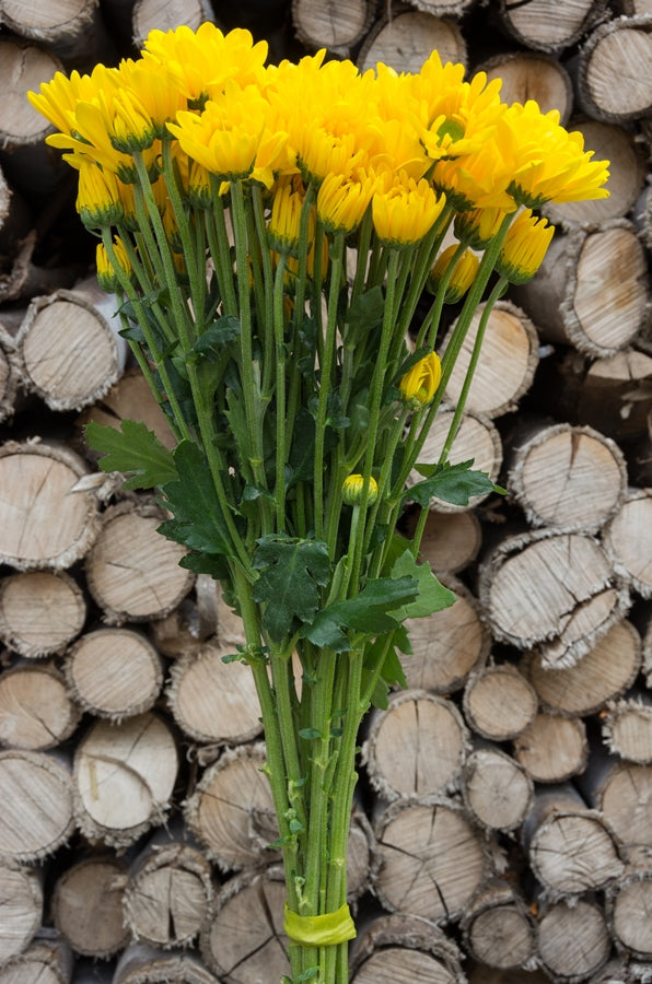 Yellow Daisy Poms