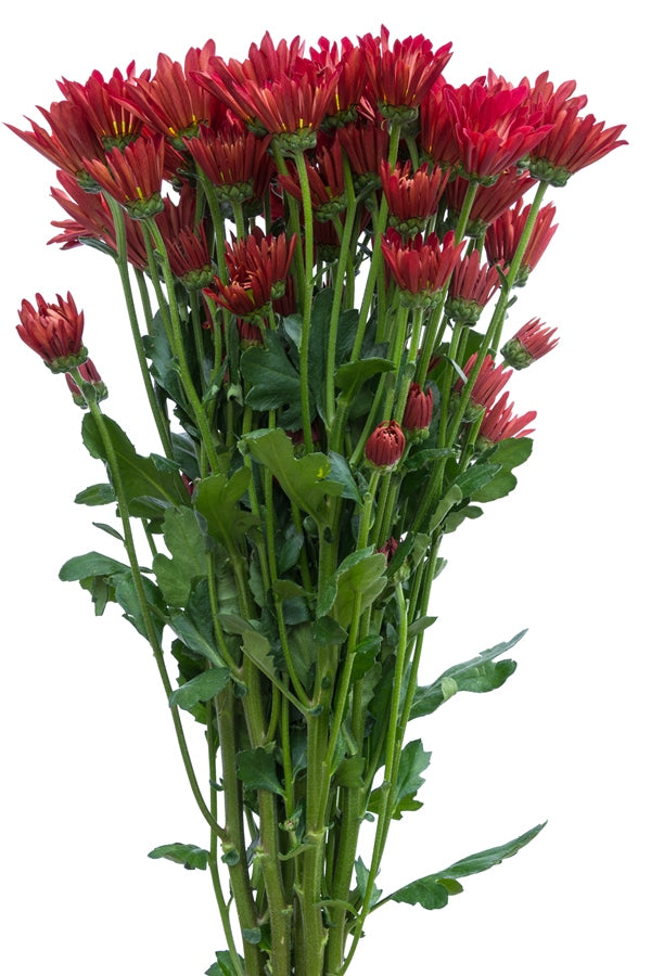 Red Daisy Poms