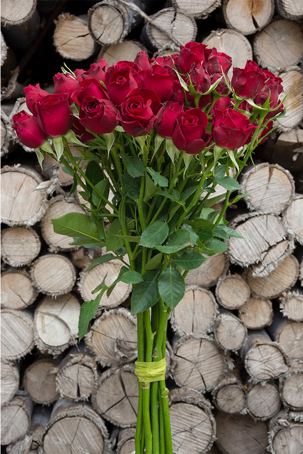 Drak Red Spray Roses