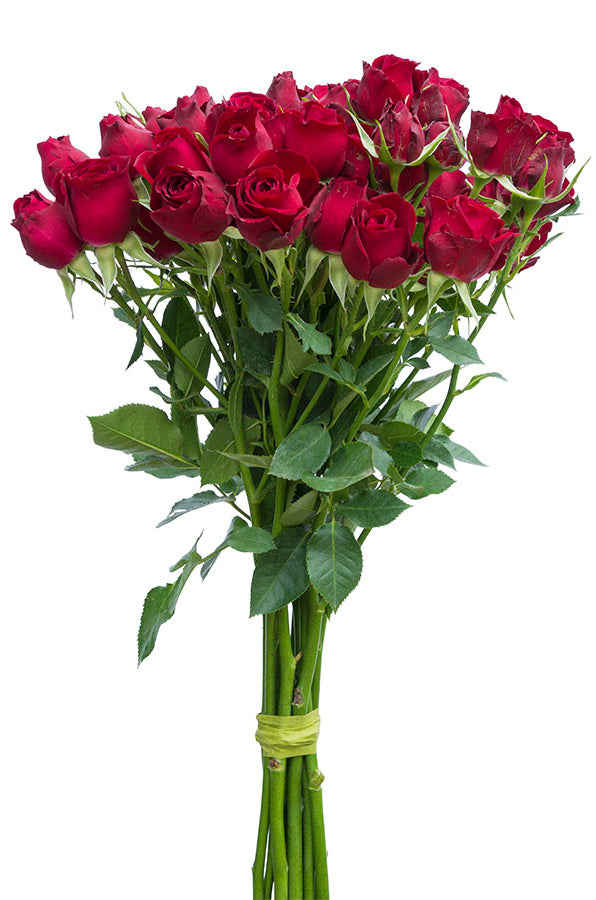 Drak Red Spray Roses