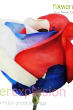 USA Flag Tinted Rose