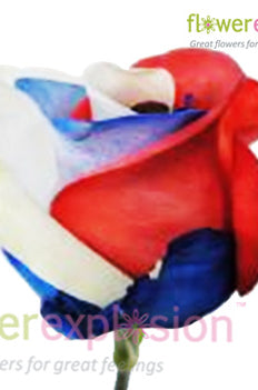 USA Flag Tinted Rose
