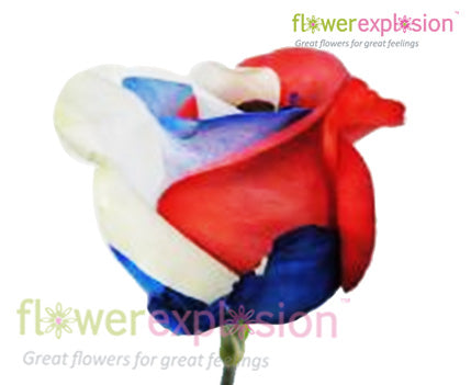 USA Flag Tinted Rose