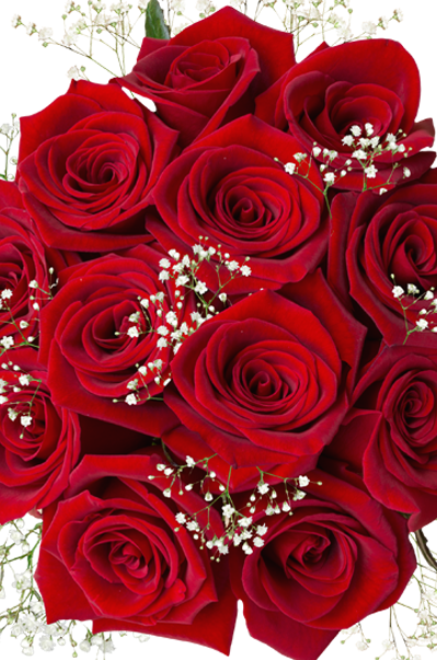 valentines red roses babys breath