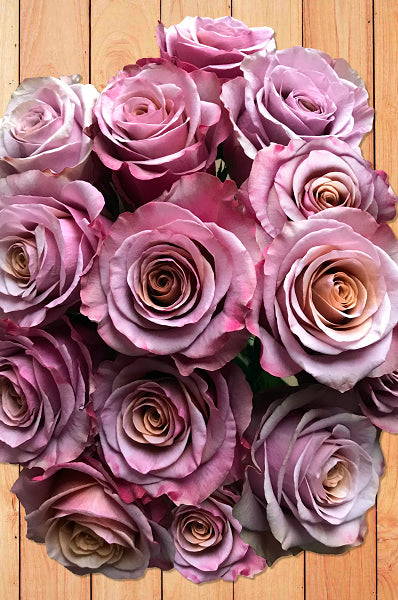 Antique Purple Moon Rose