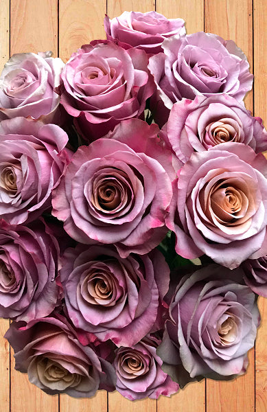 Antique Purple Moon Rose