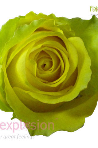 Red and White Mini Carnations