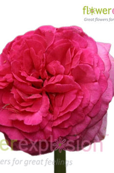 Walzertraum Garden Rose