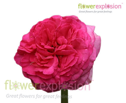 Walzertraum Garden Rose