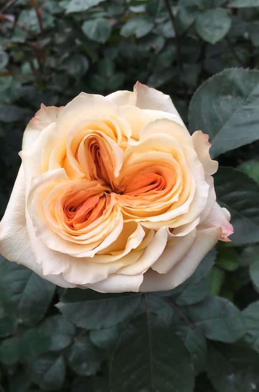 Wedding X-Pression Peach Garden Rose