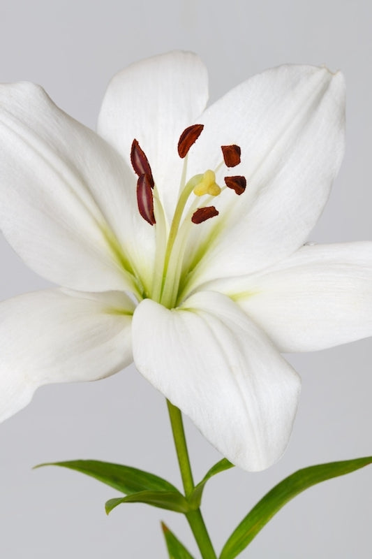 Asiatic White Lily
