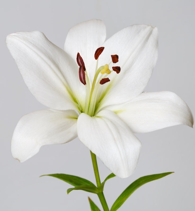 Asiatic White Lily