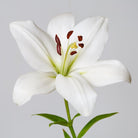 Asiatic White Lily