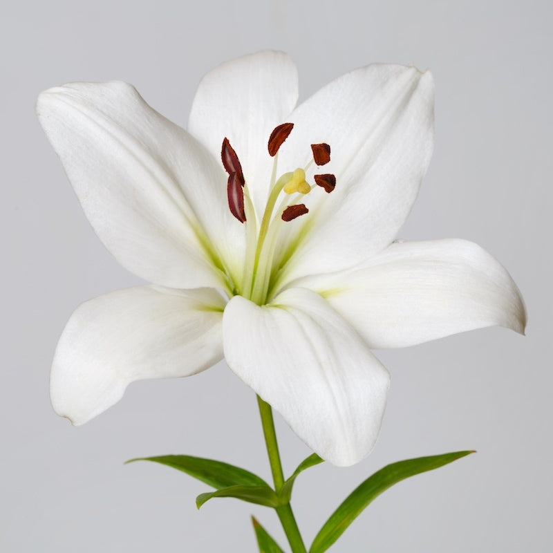 White Asiatic Lily, Bulk Oriental Lilies White