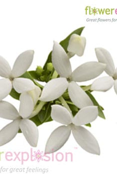 White Bouvardia