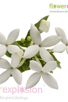 White Bouvardia