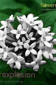 White Bouvardia