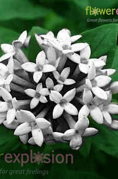 White Bouvardia