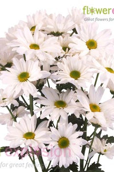 White Daisy Poms