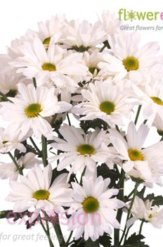 White Daisy Poms