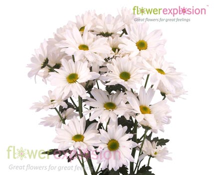 White Daisy Poms