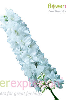 Fresh-Cut White Delphinium